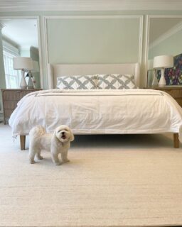 My kind of tone on tone 🤍🐶
#itsthelittlethings 
.
#doggyapproved #newcarpet #flooring #broadloom #woolcarpet #softandcuddly #toneontone #bedroomdesign #coeflow #snuggles #texture
