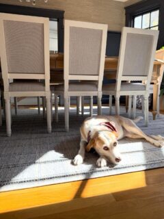When your favorite spot is the rug 💙 
.
#welovepets #dogapproved #arugforeveryone #floorspace #furryfamily #bluetones #carpet #diningroomdesign #broadloom #coeflow